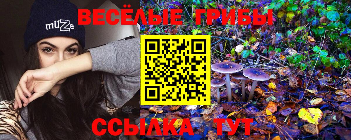 Галлюциногенные грибы Psilocybine cubensis Куйбышев